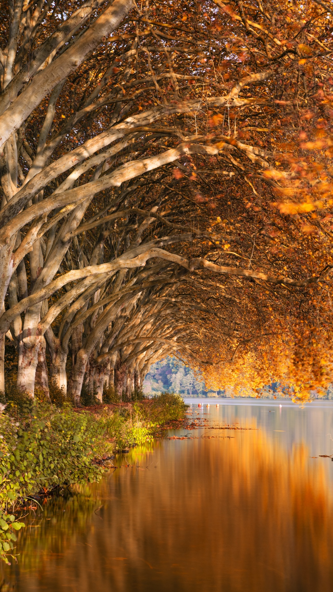 Обои природа, природный ландшафт, отражение, дерево, вода в разрешении 1080x1920