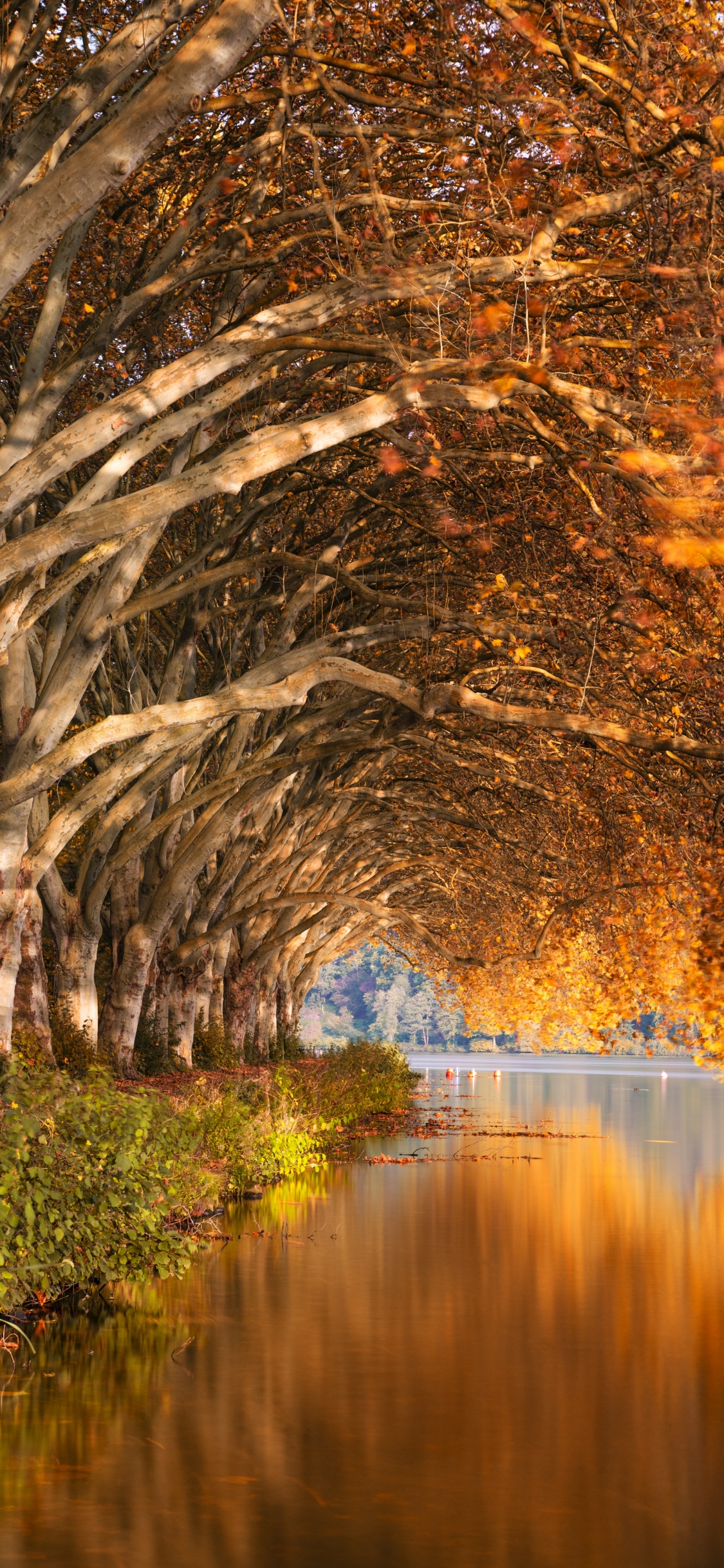 Обои природа, природный ландшафт, отражение, дерево, вода в разрешении 1125x2436