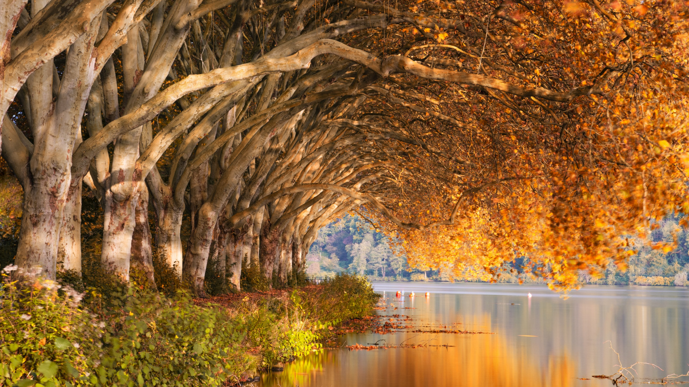 Обои природа, природный ландшафт, отражение, дерево, вода в разрешении 1366x768