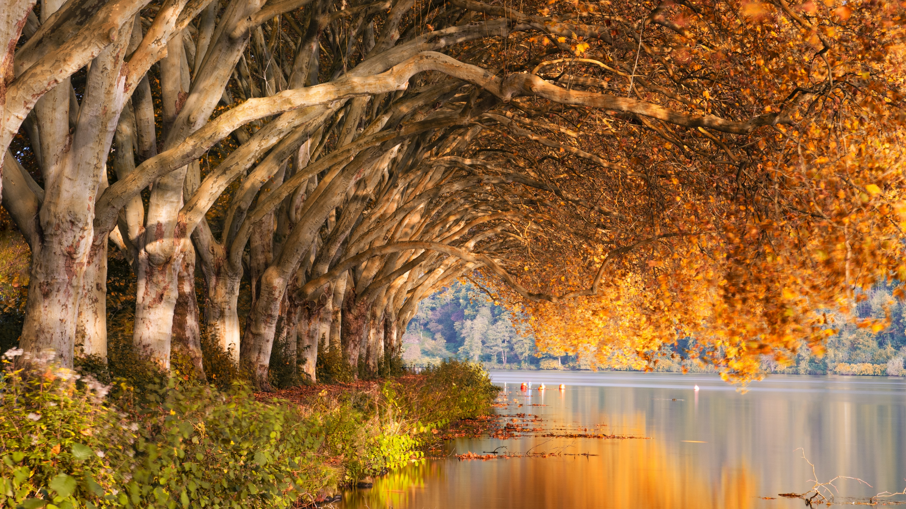 Обои природа, природный ландшафт, отражение, дерево, вода в разрешении 3840x2160