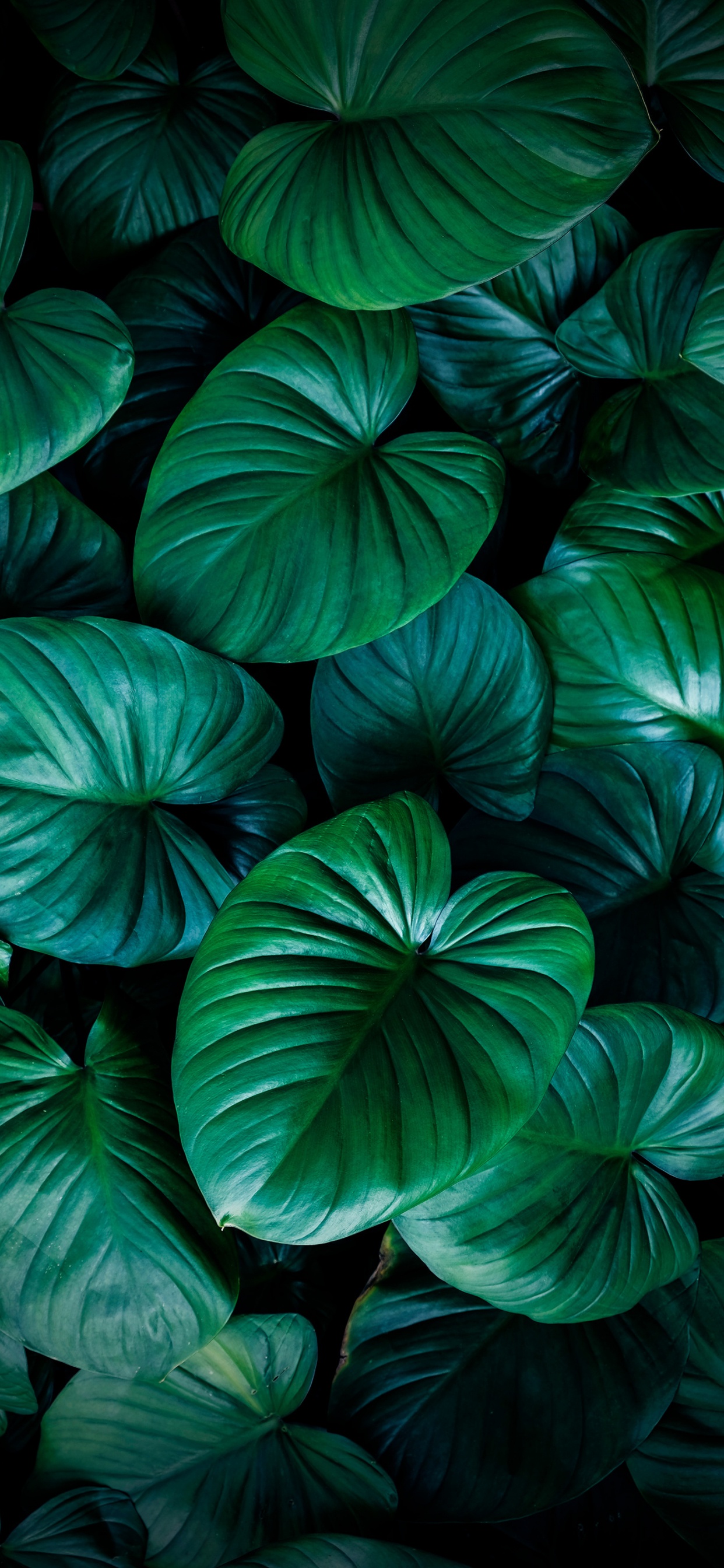 Обои свет, растение, зеленый, ботаники, натуральный материал в разрешении 1242x2688