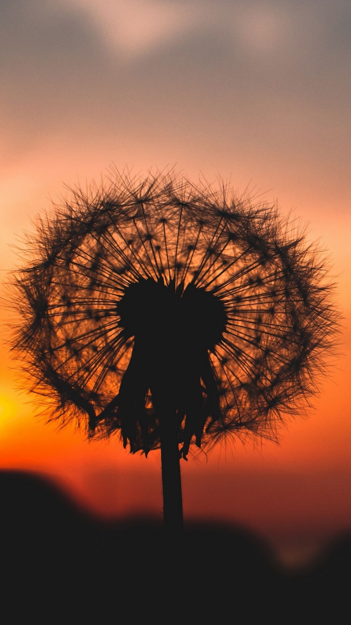 Обои экорегион, растение, ветвь, дерево, природный ландшафт в разрешении 720x1280