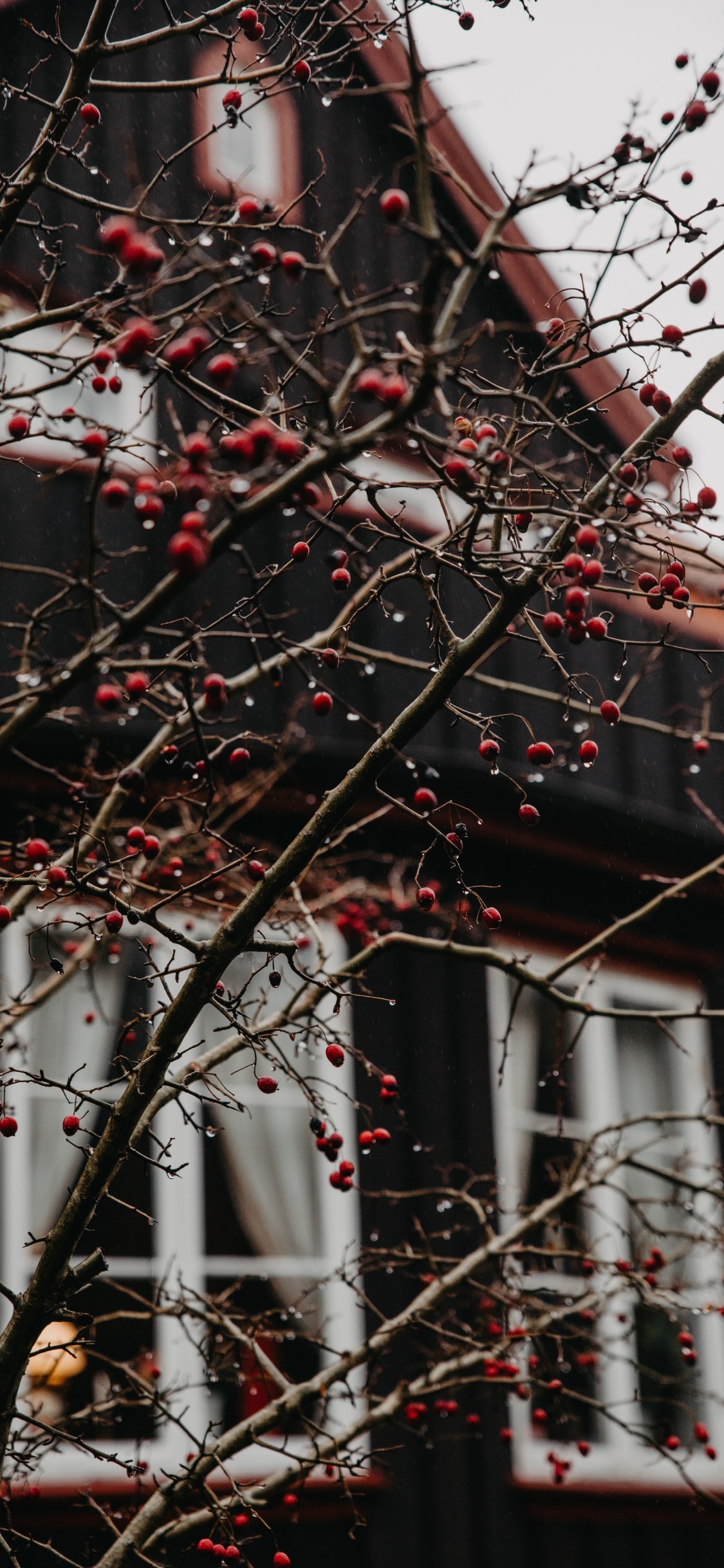 Обои дерево, ветвь, красный цвет, прут, растение в разрешении 1125x2436