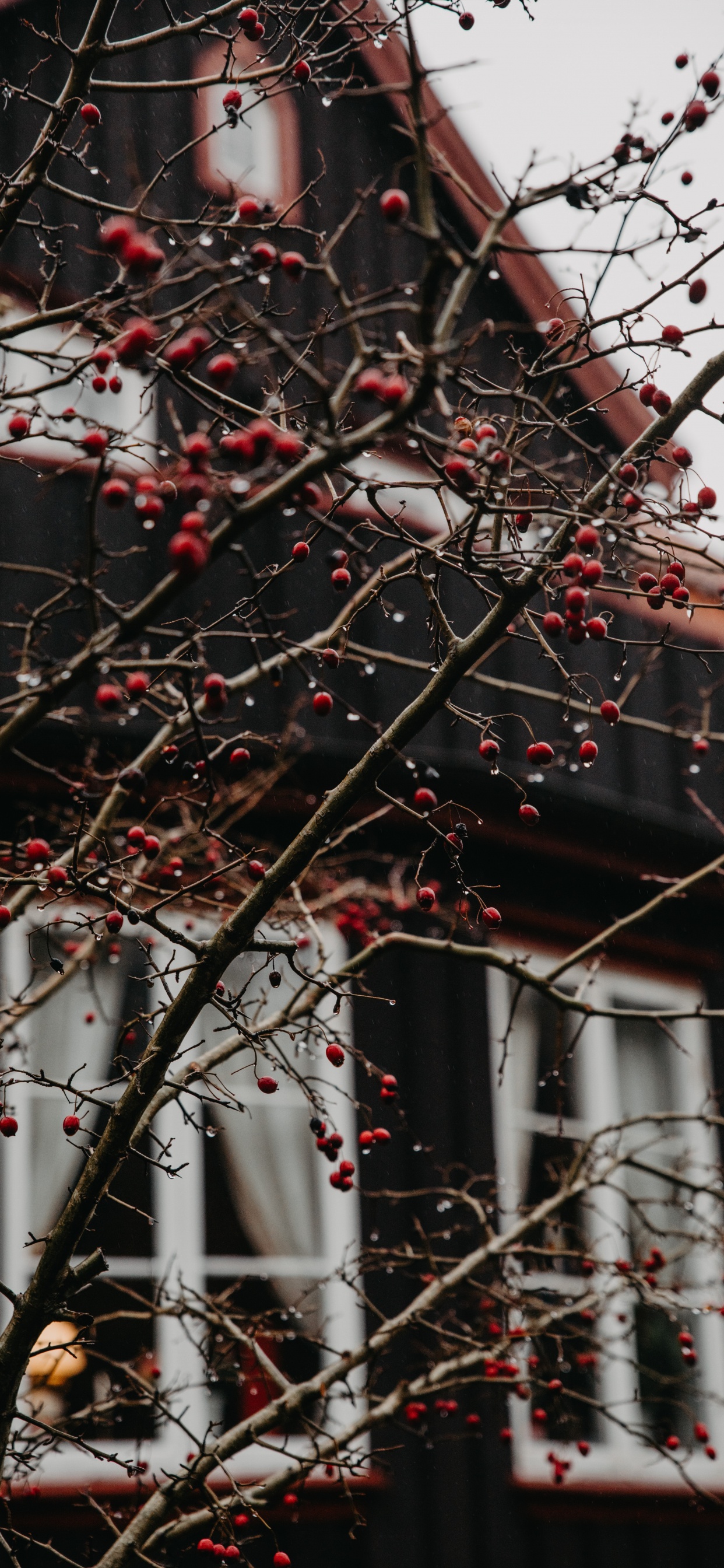 Обои дерево, ветвь, красный цвет, прут, растение в разрешении 1242x2688