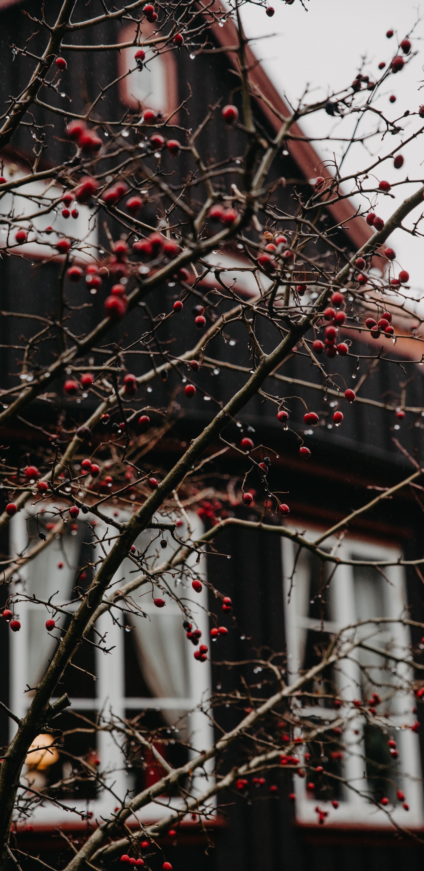 Обои дерево, ветвь, красный цвет, прут, растение в разрешении 1440x2960