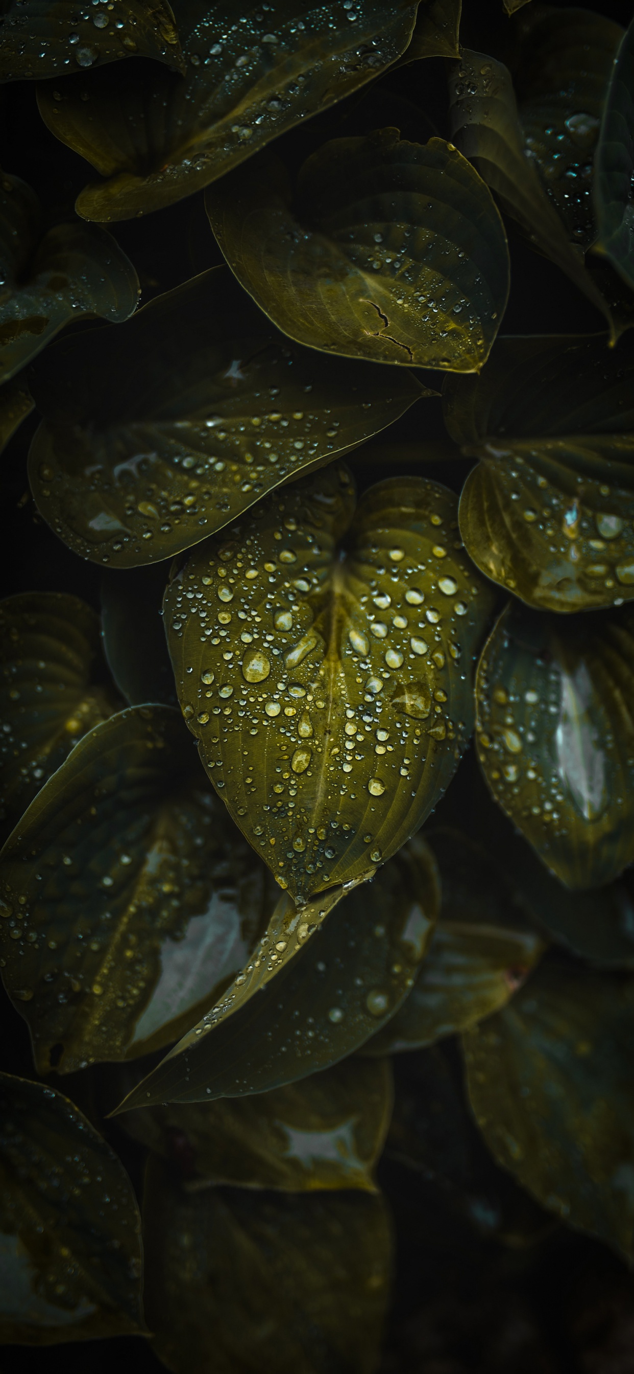 Обои вода, растение, наземное растение, жидкий, лепесток в разрешении 1242x2688