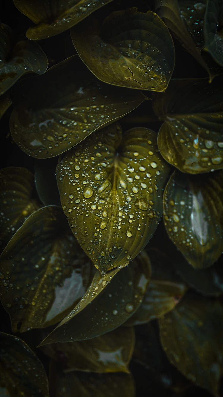 Обои вода, растение, наземное растение, жидкий, лепесток в разрешении 750x1334