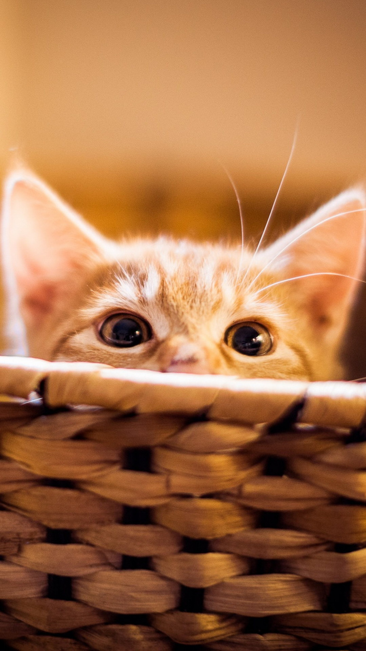 Обои бакенбарды, кот, морда, котенок, наука в разрешении 750x1334