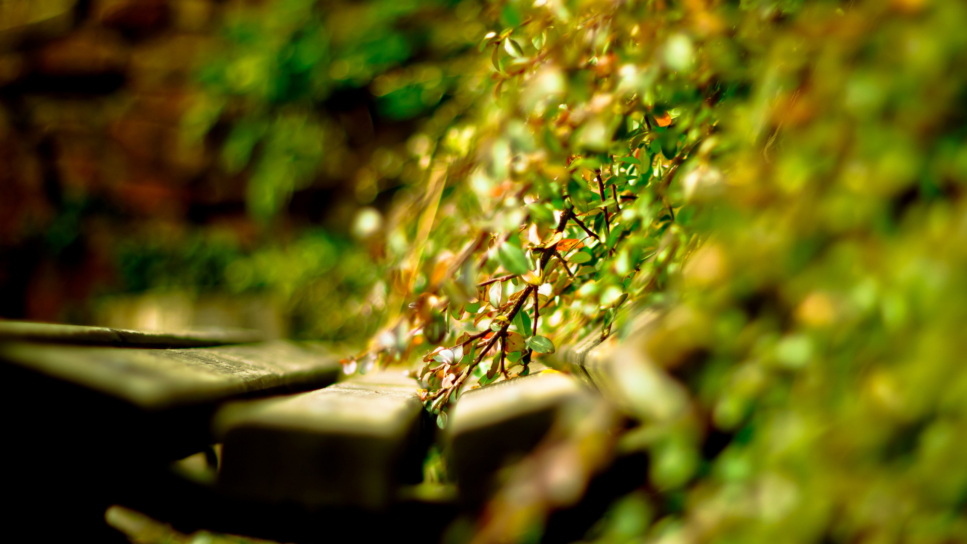 Обои вода, растение, жидкий, ветвь, цветок в разрешении 1920x1080