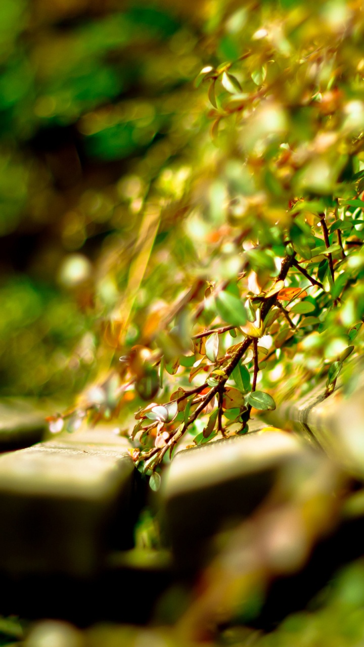 Обои вода, растение, жидкий, ветвь, цветок в разрешении 720x1280