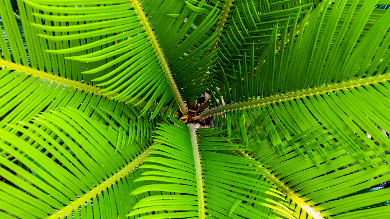 Обои пальмовые рощи, комнатное растение, дерево, лист, растительность в разрешении 1280x720