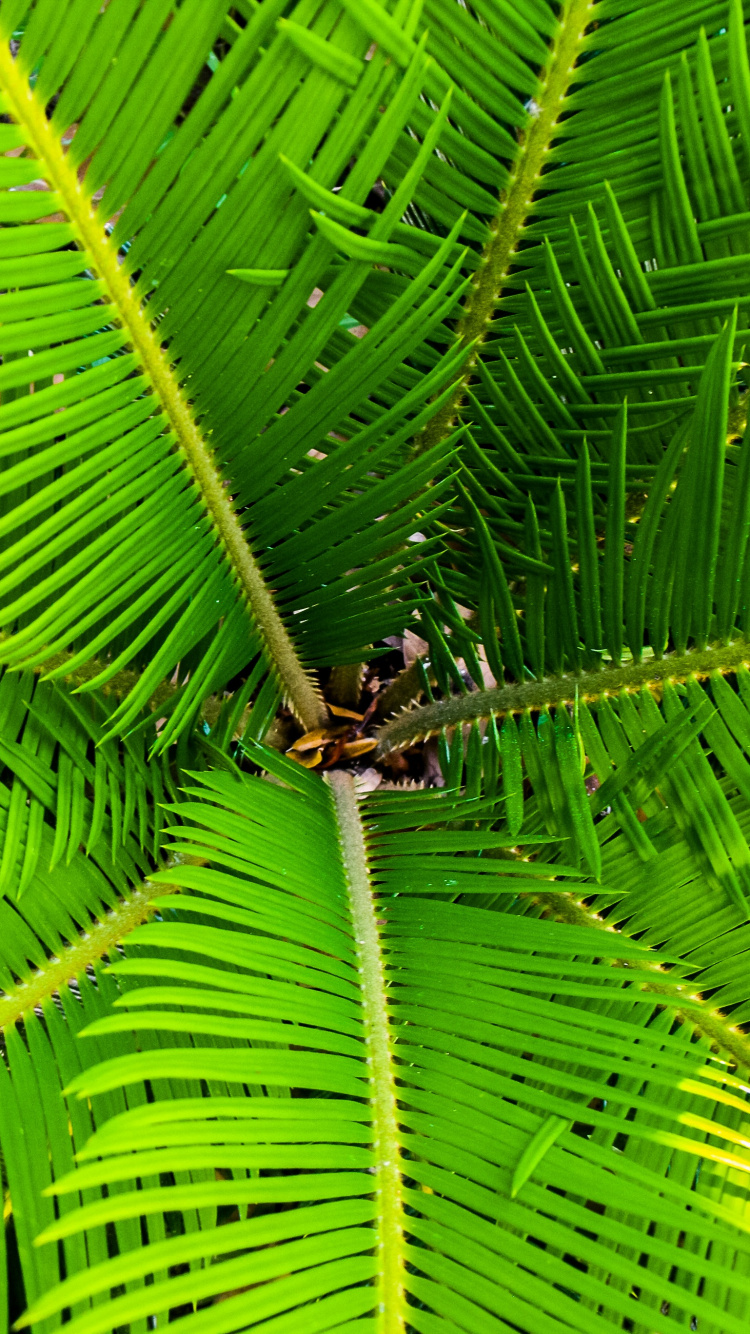 Обои пальмовые рощи, комнатное растение, дерево, лист, растительность в разрешении 750x1334