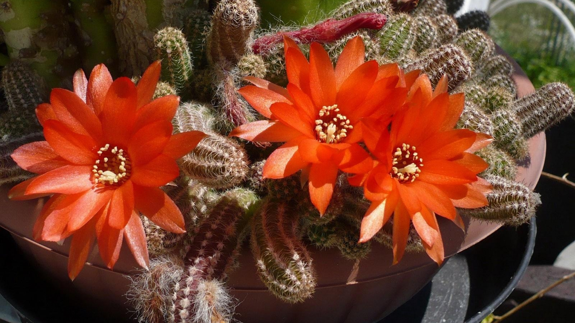 Обои кактус, растение, цветковое растение, ежик кактус, кактусовых в разрешении 1920x1080