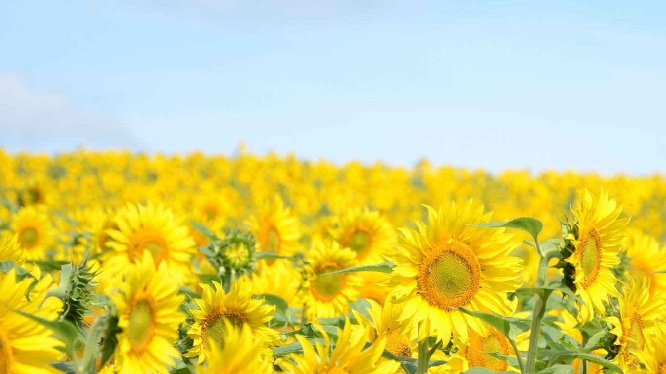 Обои природа, цветок, желтый, цветковое растение, поле в разрешении 1366x768