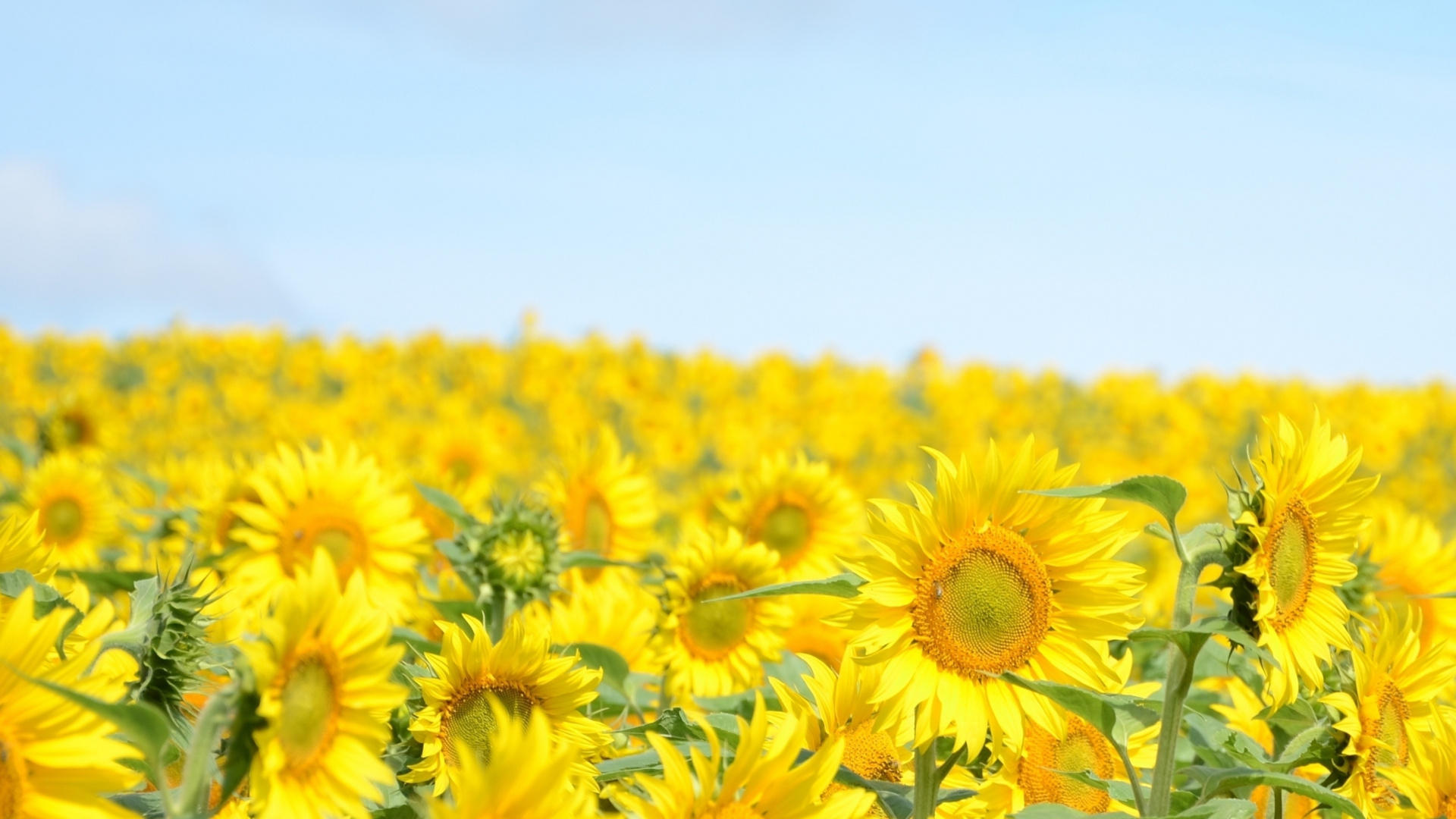 Обои природа, цветок, желтый, цветковое растение, поле в разрешении 1920x1080