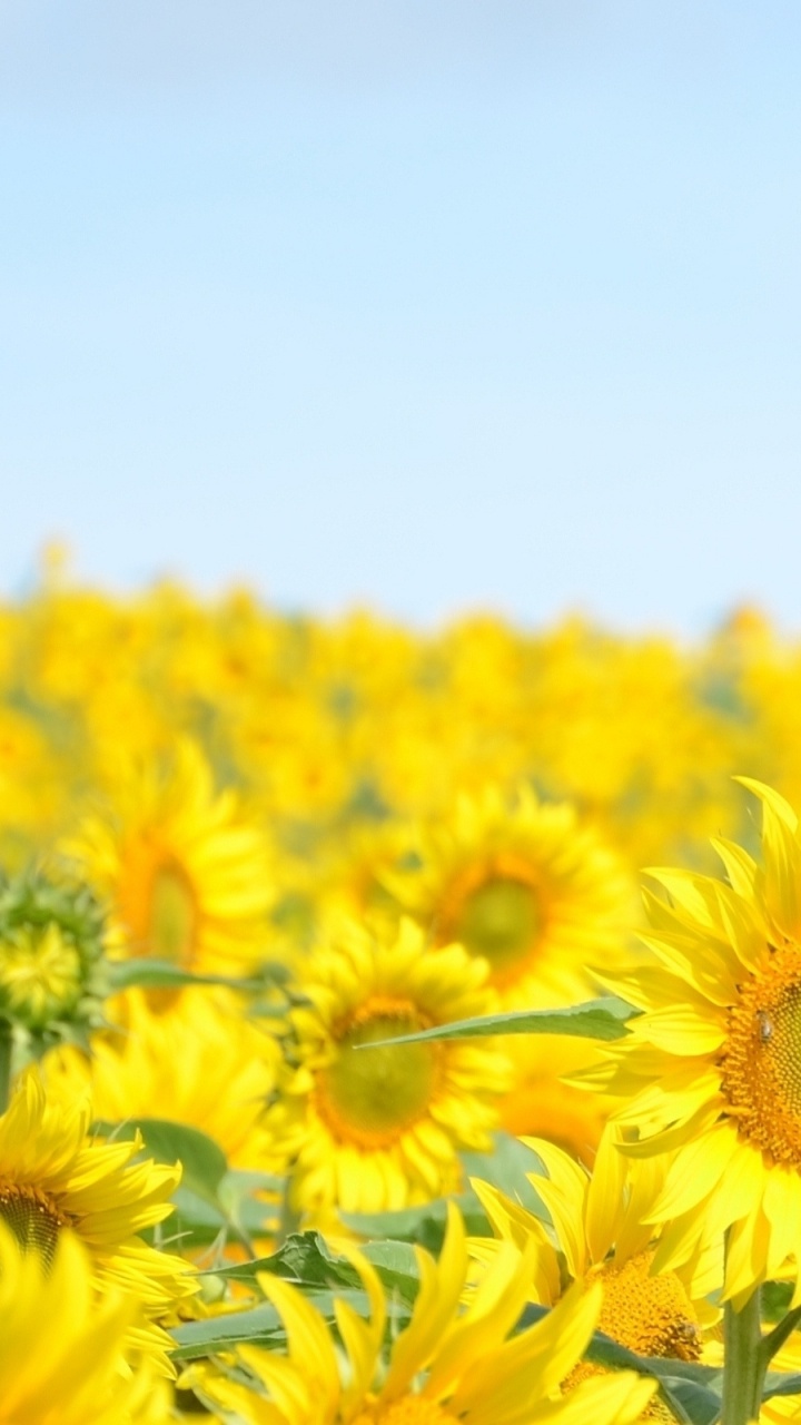 Обои природа, цветок, желтый, цветковое растение, поле в разрешении 720x1280