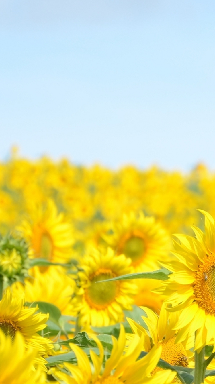 Обои природа, цветок, желтый, цветковое растение, поле в разрешении 750x1334