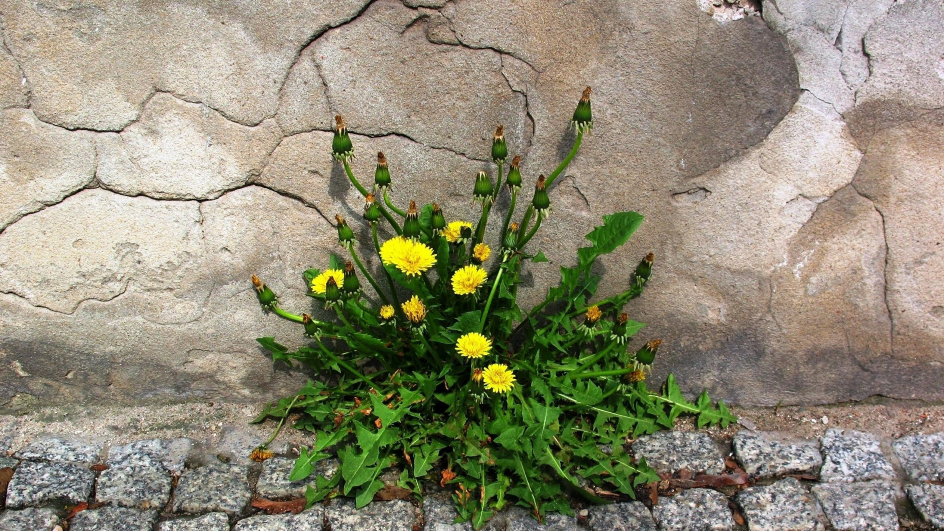 Обои желтый, растение, цветковое растение, полевой цветок, весна в разрешении 1920x1080
