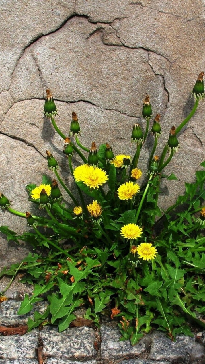 Обои желтый, растение, цветковое растение, полевой цветок, весна в разрешении 720x1280