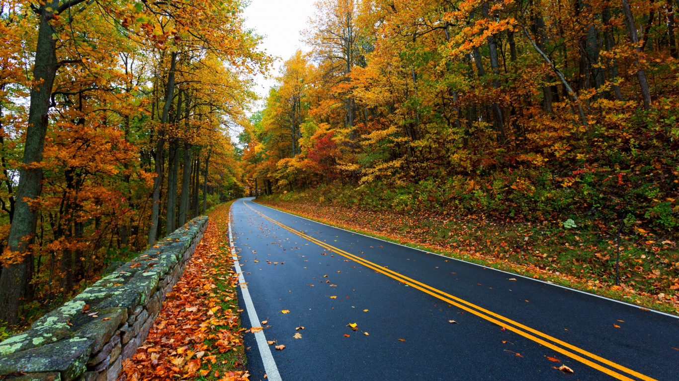 Обои осень, дерево, лист, природа, дорога в разрешении 1366x768