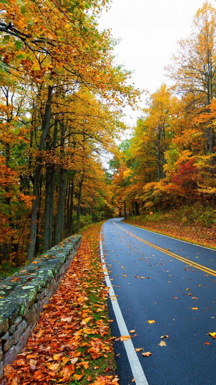 Обои осень, дерево, лист, природа, дорога в разрешении 750x1334