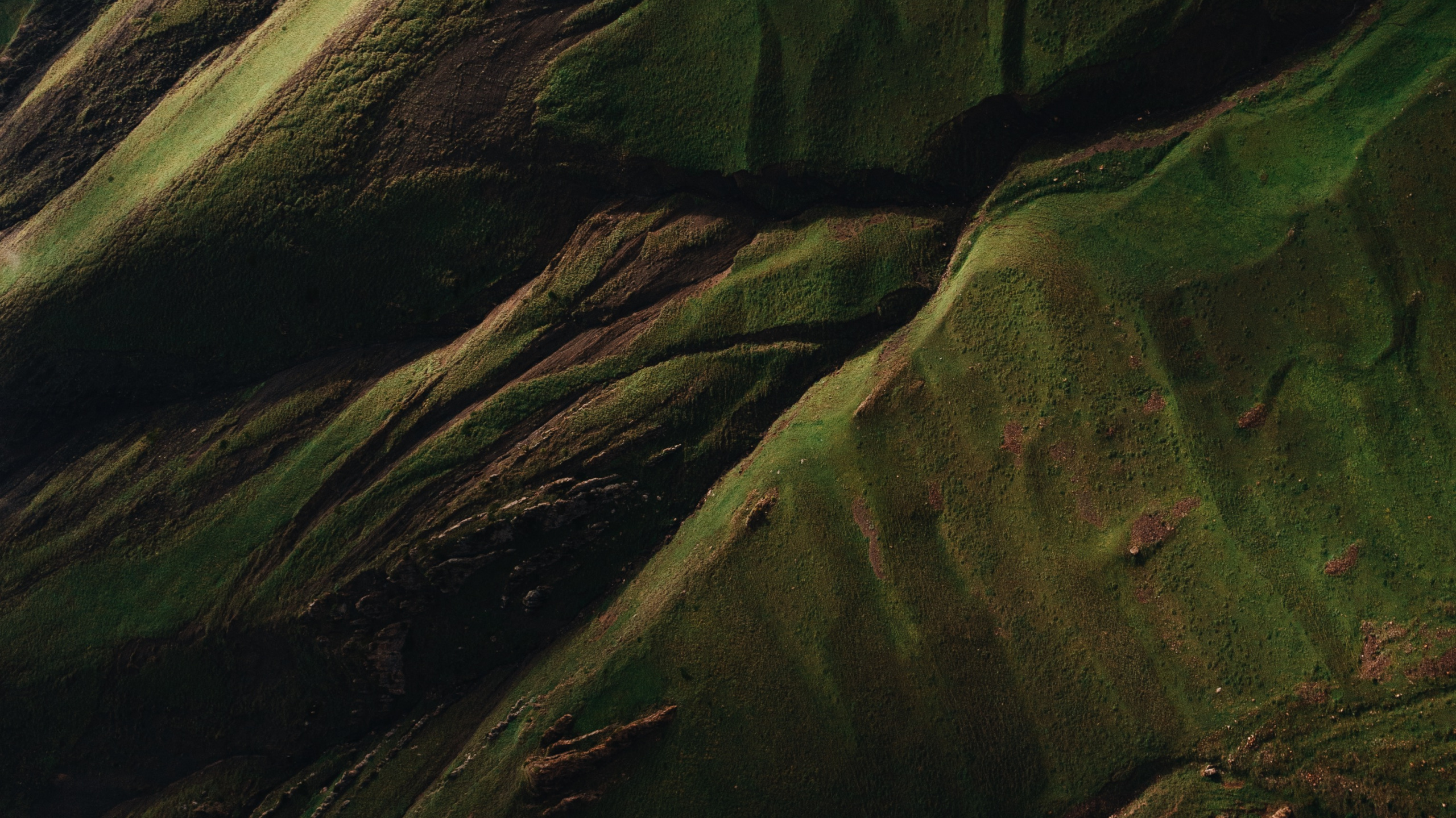 Обои вода, древесина, наземное растение, пейзаж, узор в разрешении 2560x1440