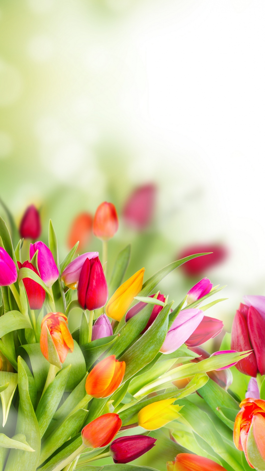 Обои тюльпаны, цветок, цветковое растение, лепесток, растение в разрешении 1080x1920