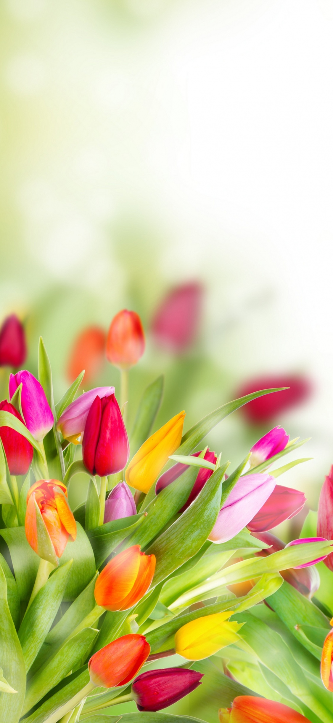 Обои тюльпаны, цветок, цветковое растение, лепесток, растение в разрешении 1125x2436