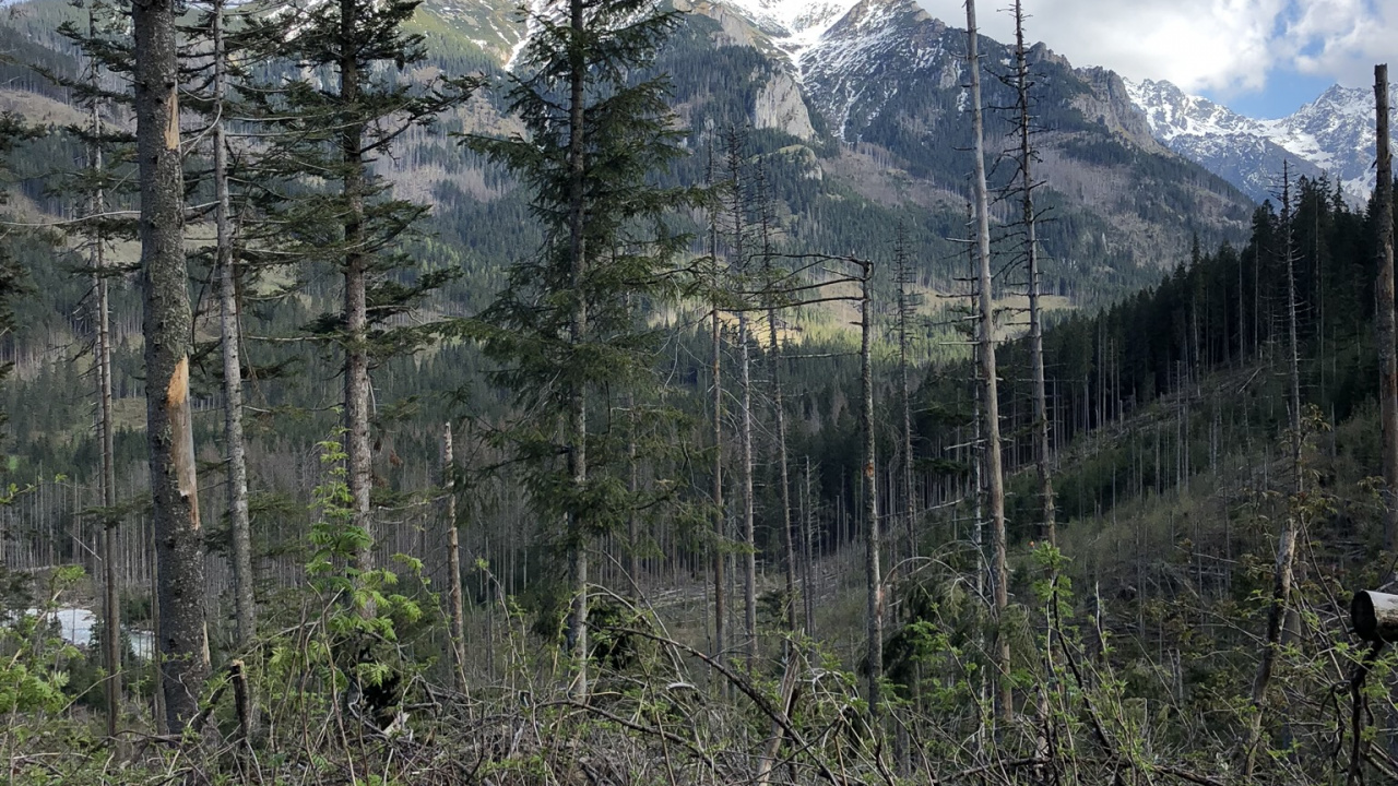 Обои дикая местность, Хвойные, растительность, окружающая среда, горный рельеф в разрешении 1280x720