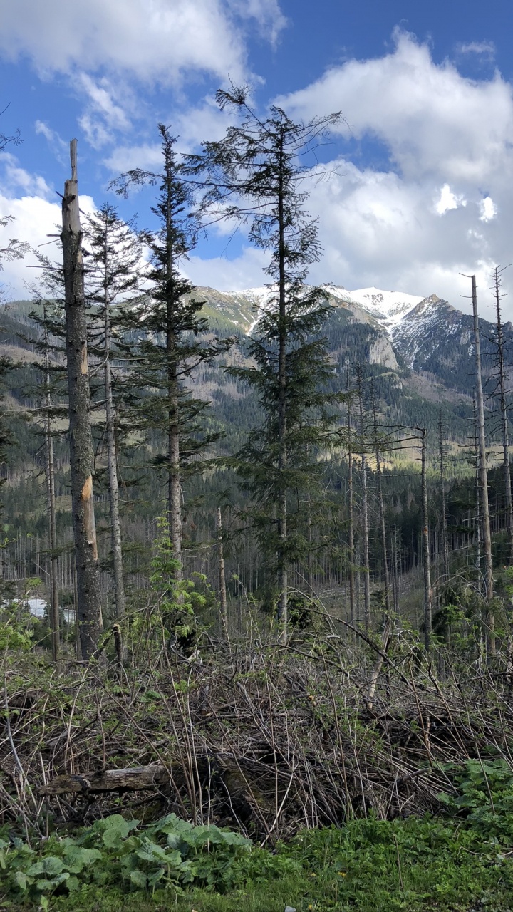 Обои дикая местность, Хвойные, растительность, окружающая среда, горный рельеф в разрешении 720x1280