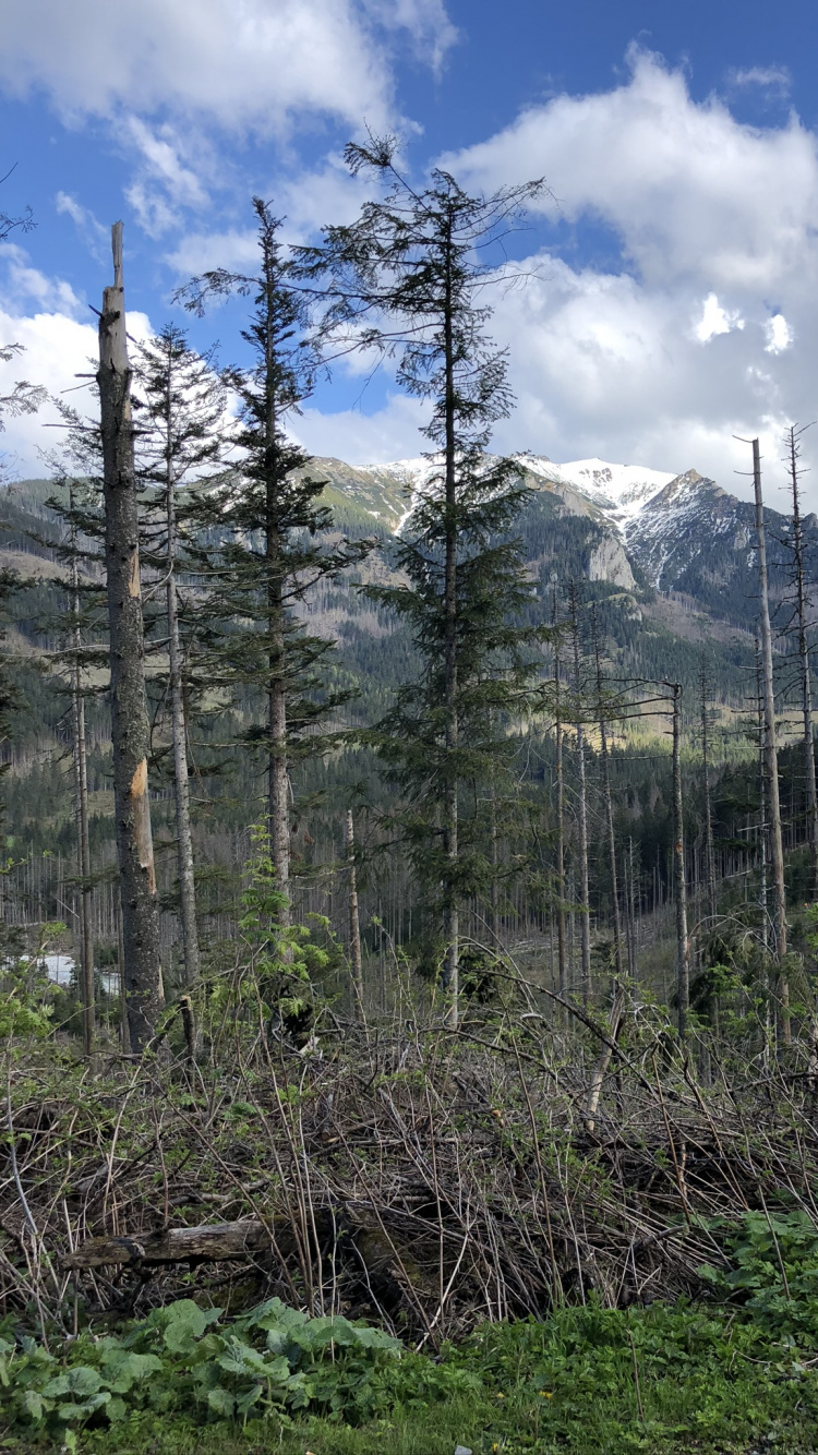 Обои дикая местность, Хвойные, растительность, окружающая среда, горный рельеф в разрешении 750x1334