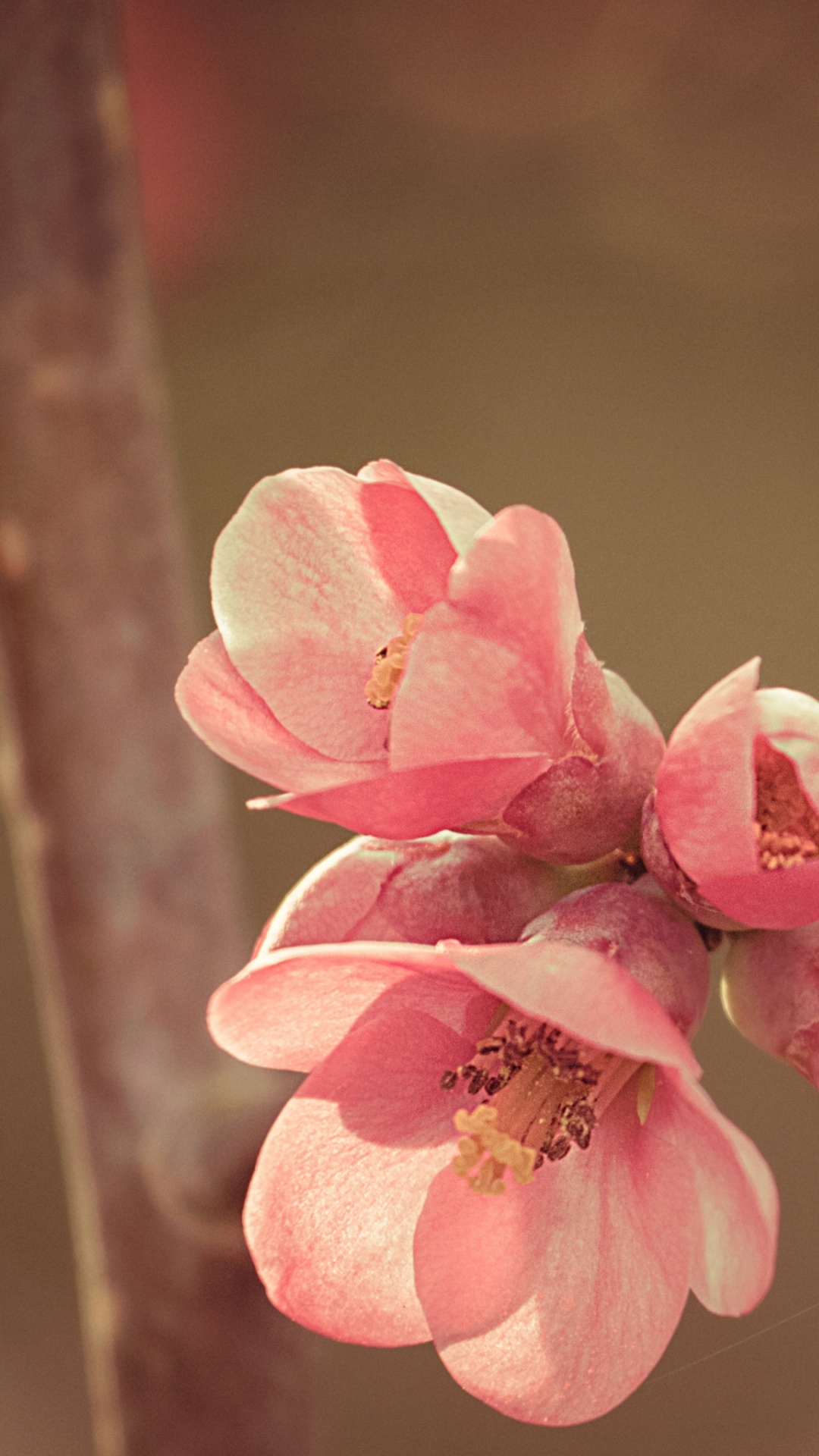 Обои цветение вишни, розовый, ветвь, весна, расцвет в разрешении 1080x1920