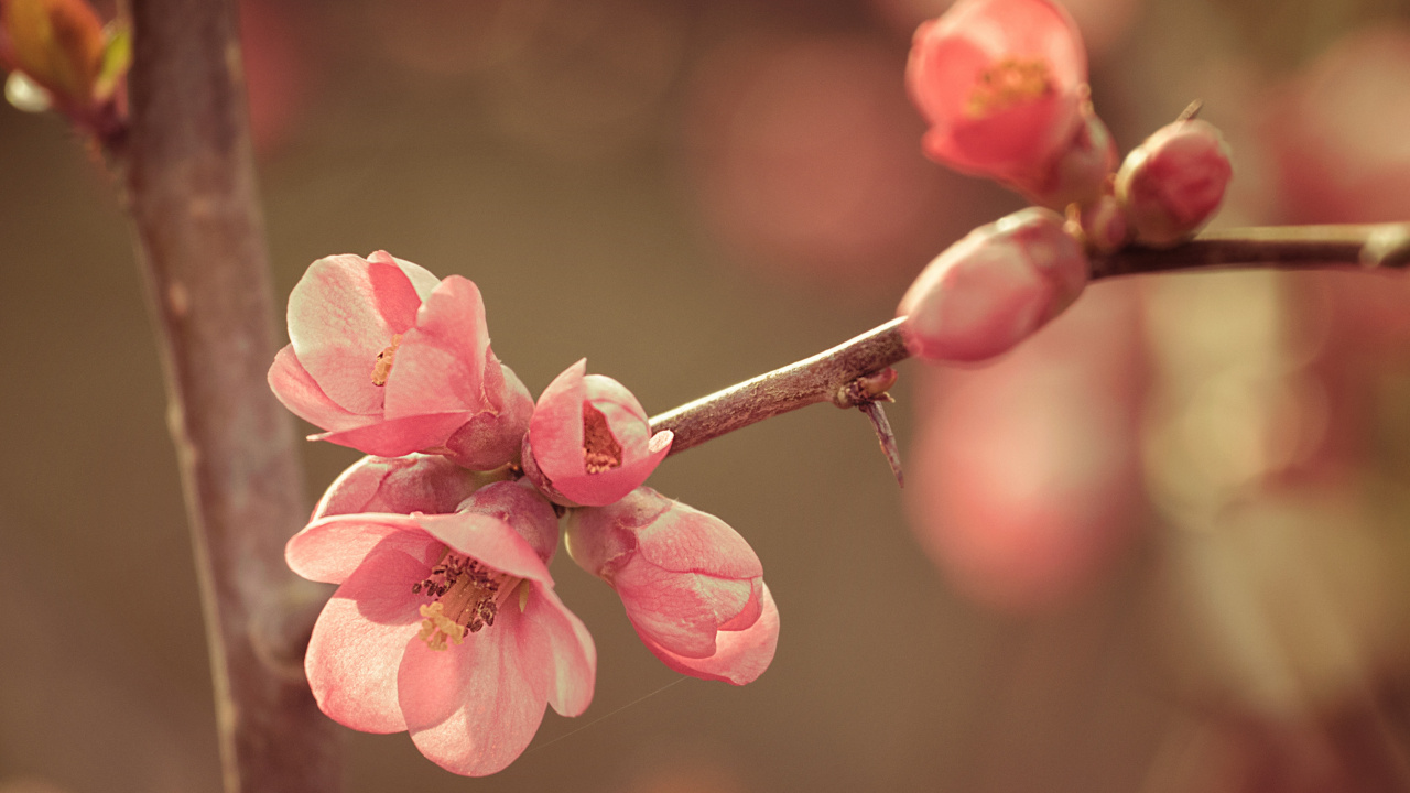 Обои цветение вишни, розовый, ветвь, весна, расцвет в разрешении 1280x720