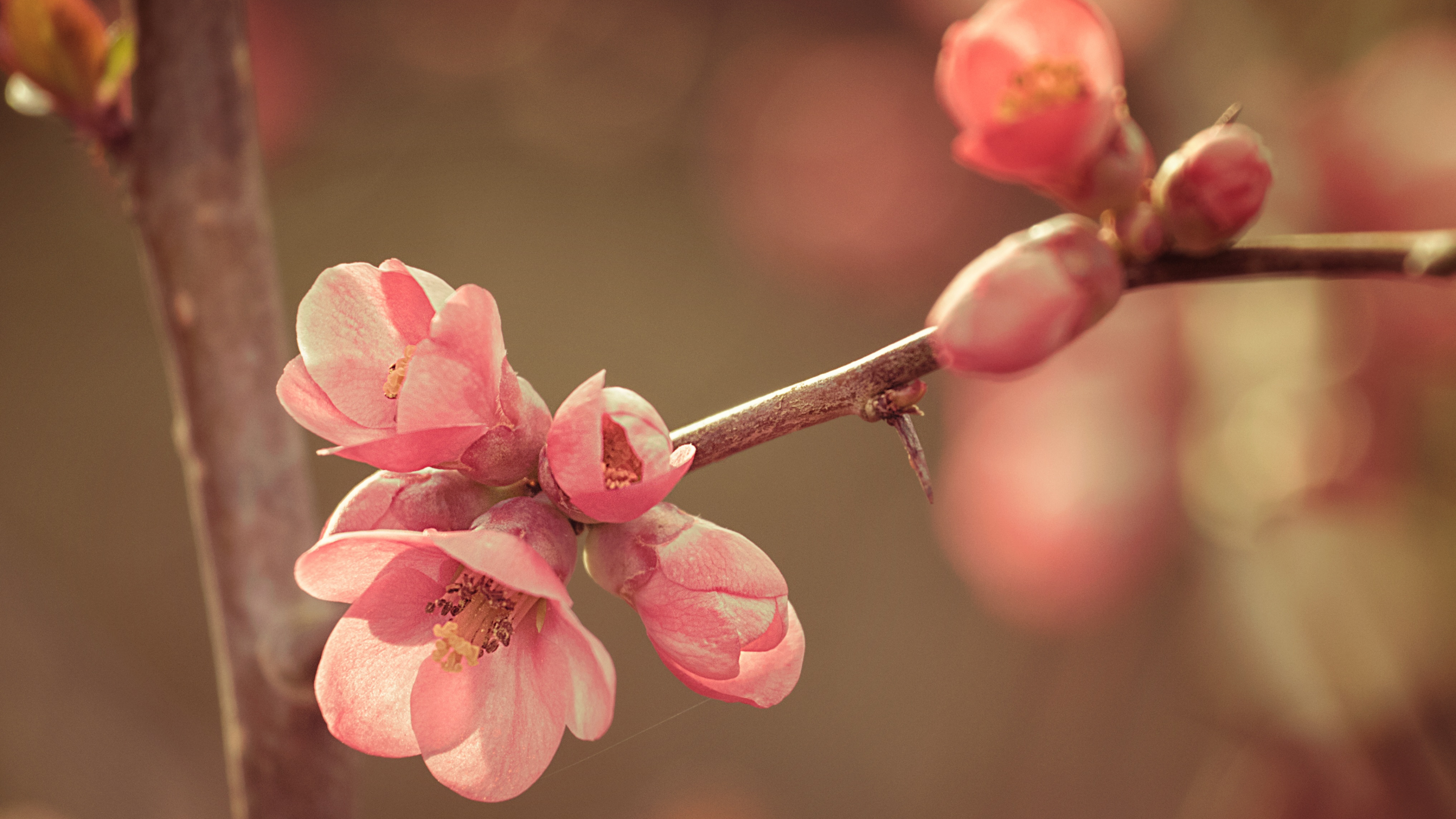 Обои цветение вишни, розовый, ветвь, весна, расцвет в разрешении 3840x2160