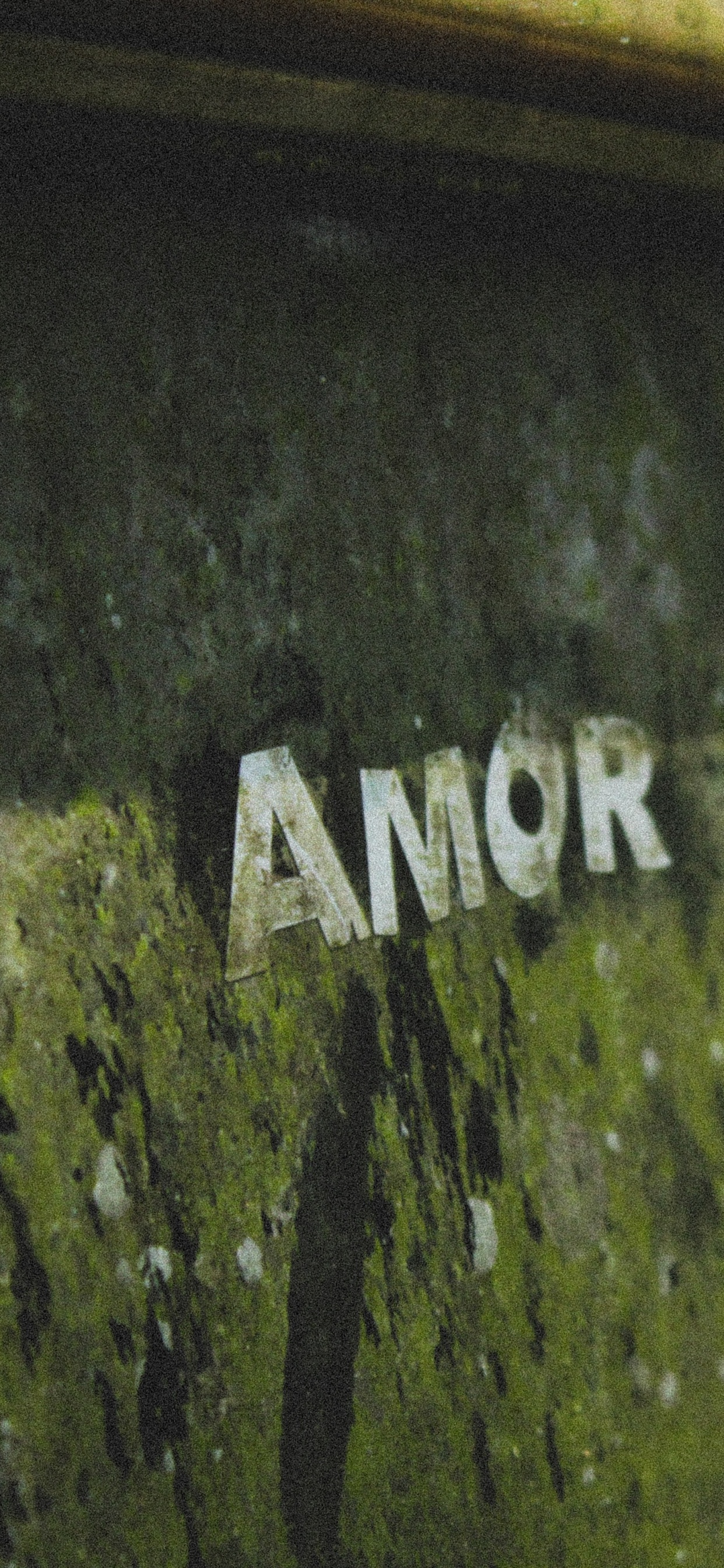 Обои зеленый, автомобильный экстерьер, авто, растение, стекло в разрешении 1242x2688