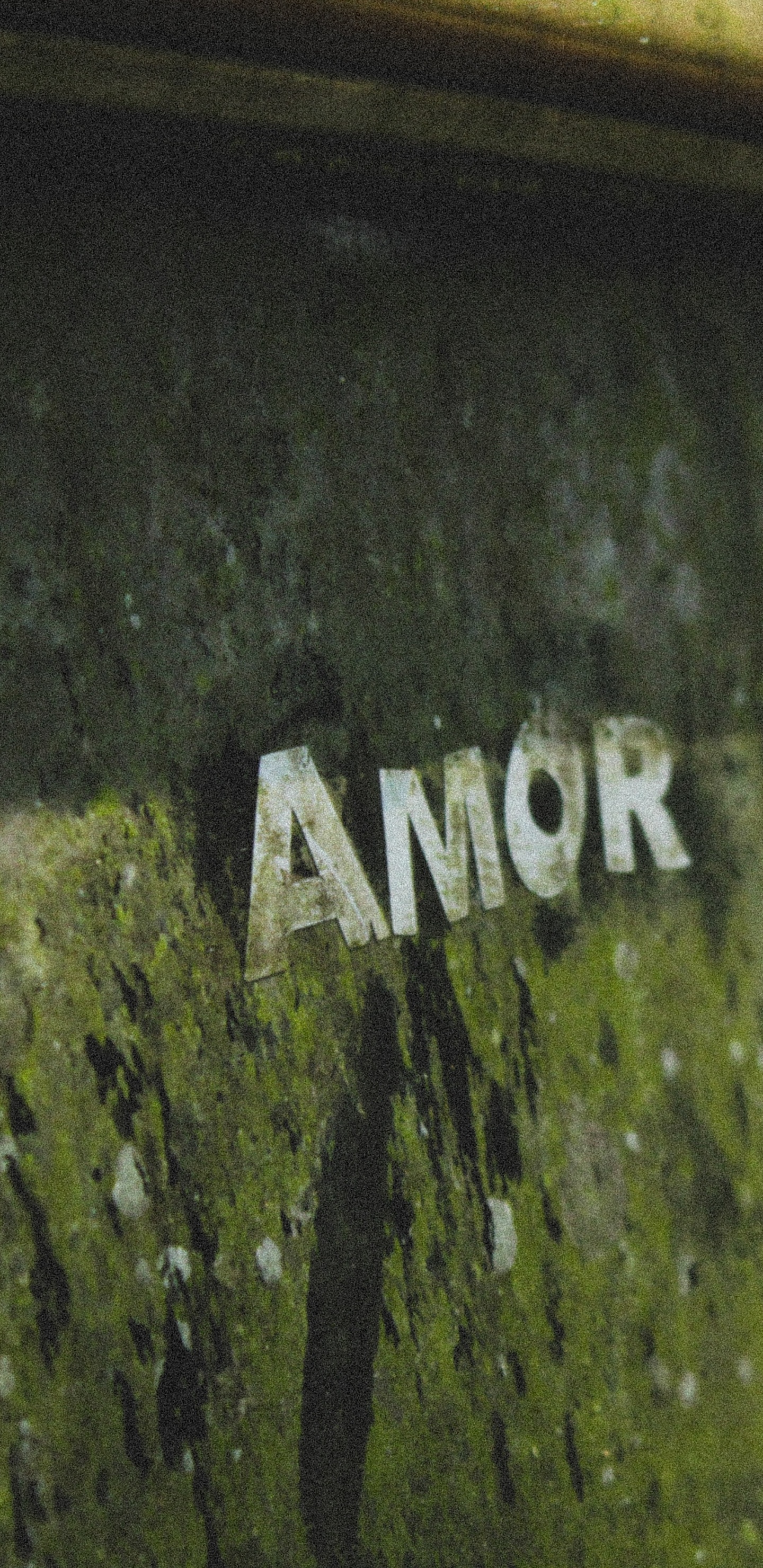 Обои зеленый, автомобильный экстерьер, авто, растение, стекло в разрешении 1440x2960