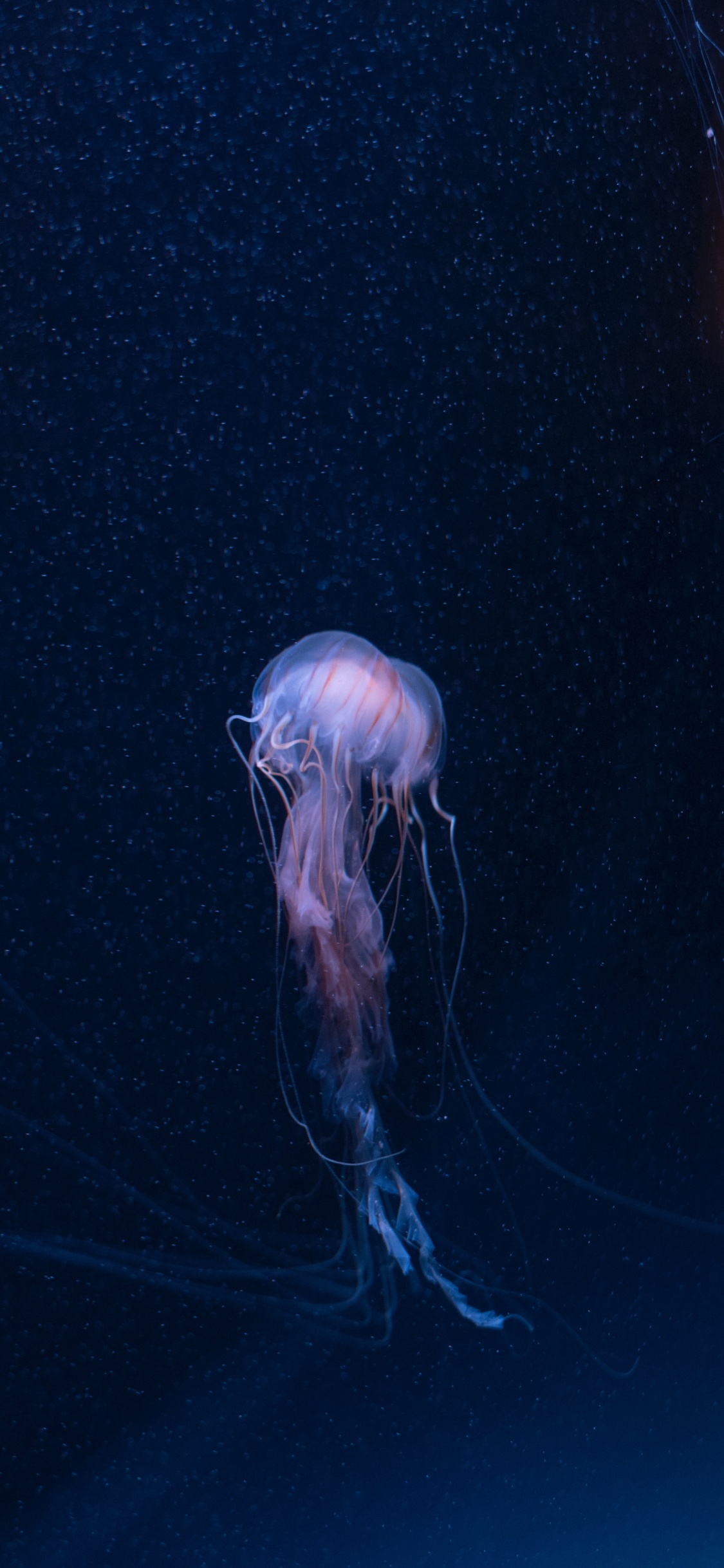 Обои беспозвоночных, Медуза, cnidaria, морские беспозвоночные, биолюминесценция в разрешении 1125x2436