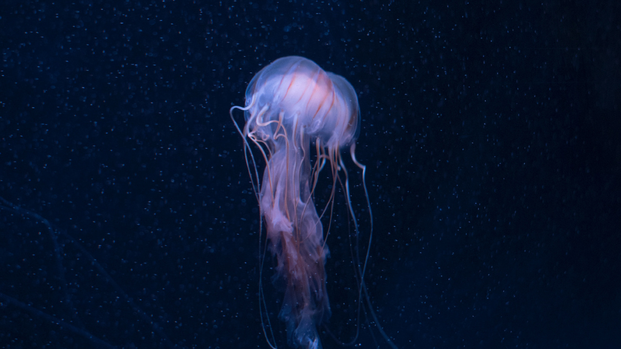 Обои беспозвоночных, Медуза, cnidaria, морские беспозвоночные, биолюминесценция в разрешении 1280x720