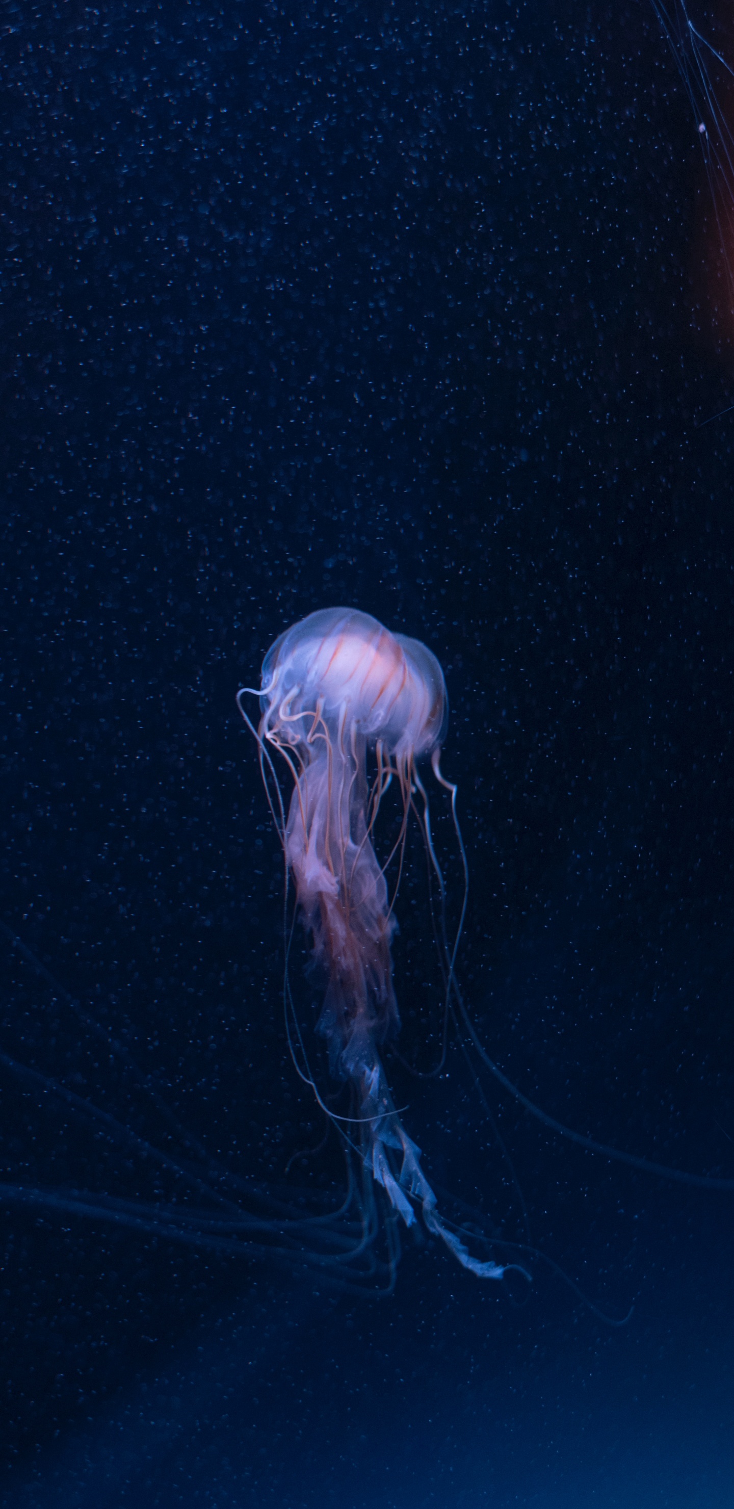 Обои беспозвоночных, Медуза, cnidaria, морские беспозвоночные, биолюминесценция в разрешении 1440x2960