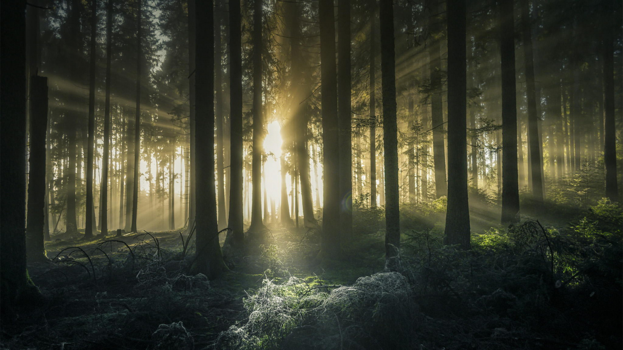 Обои лес, природа, лесистая местность, солнечный свет, экосистема в разрешении 1280x720