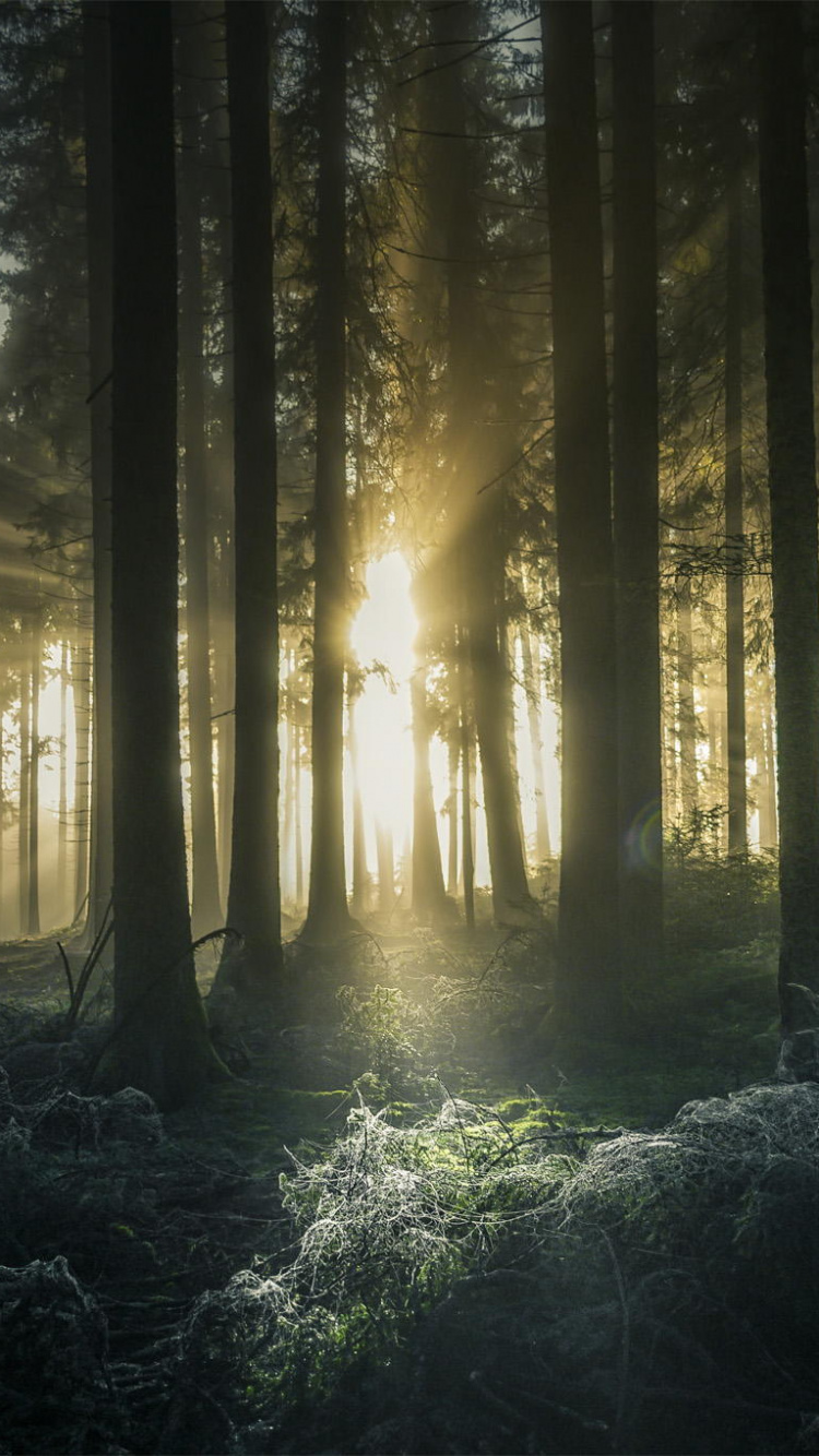 Обои лес, природа, лесистая местность, солнечный свет, экосистема в разрешении 750x1334