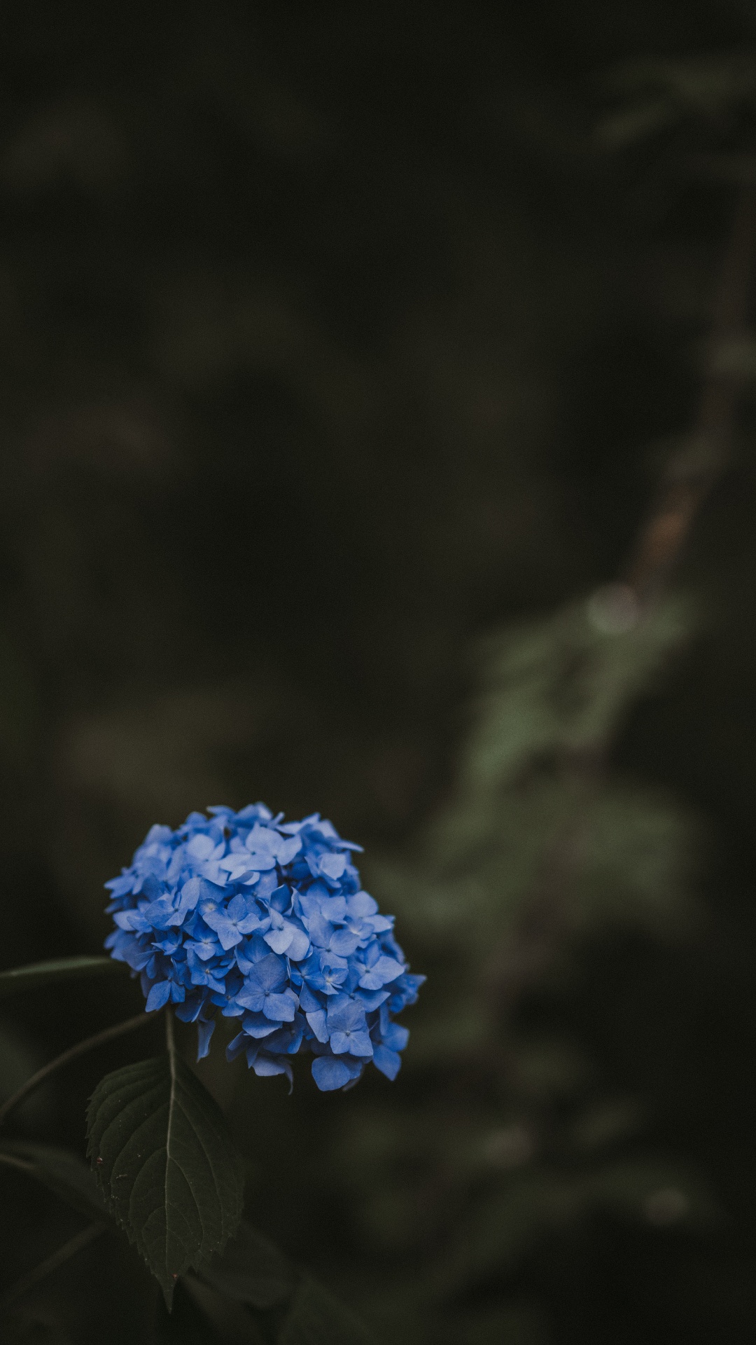 Обои цветок, синий, растение, ботаники, весна в разрешении 1080x1920