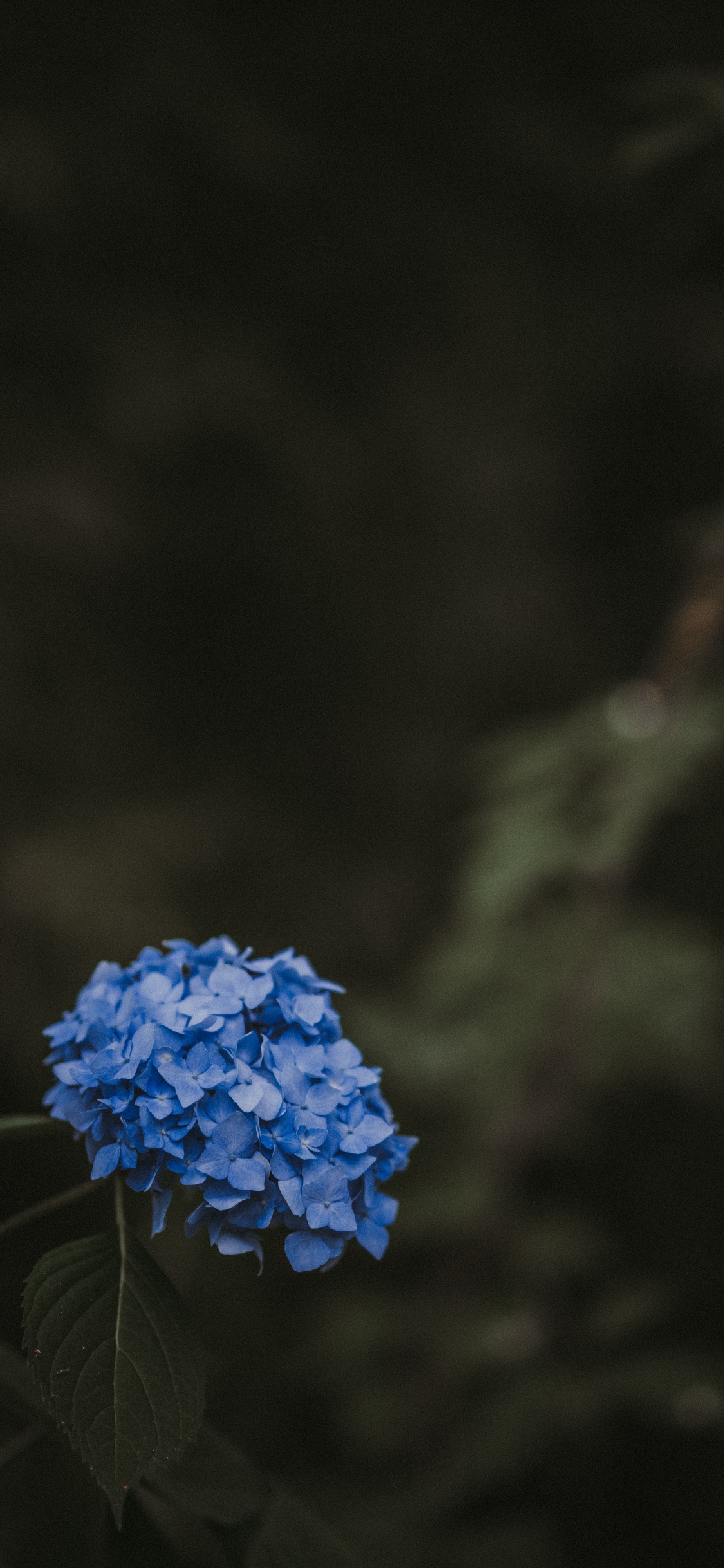 Обои цветок, синий, растение, ботаники, весна в разрешении 1125x2436
