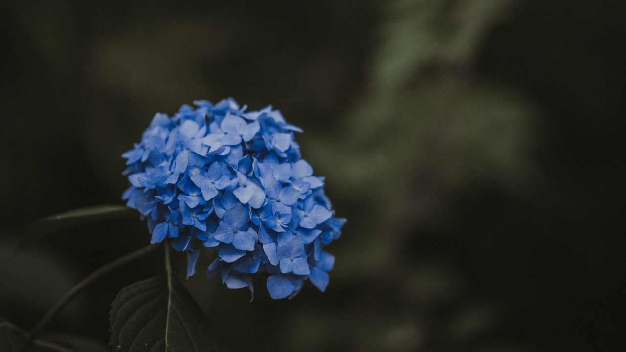 Обои цветок, синий, растение, ботаники, весна в разрешении 1280x720