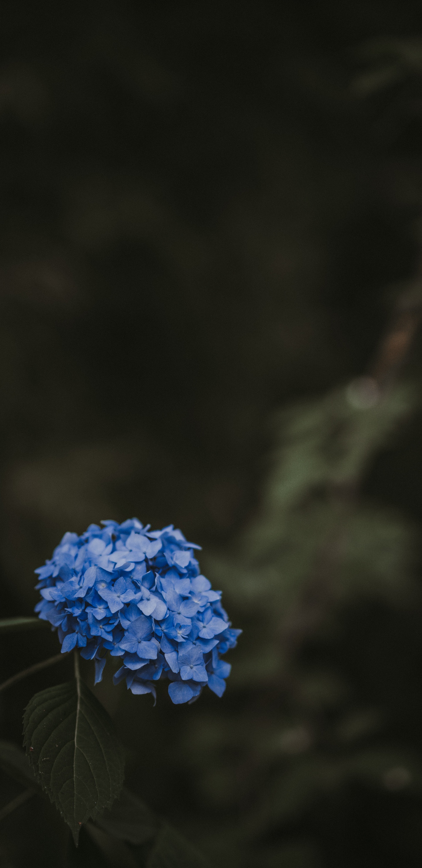 Обои цветок, синий, растение, ботаники, весна в разрешении 1440x2960