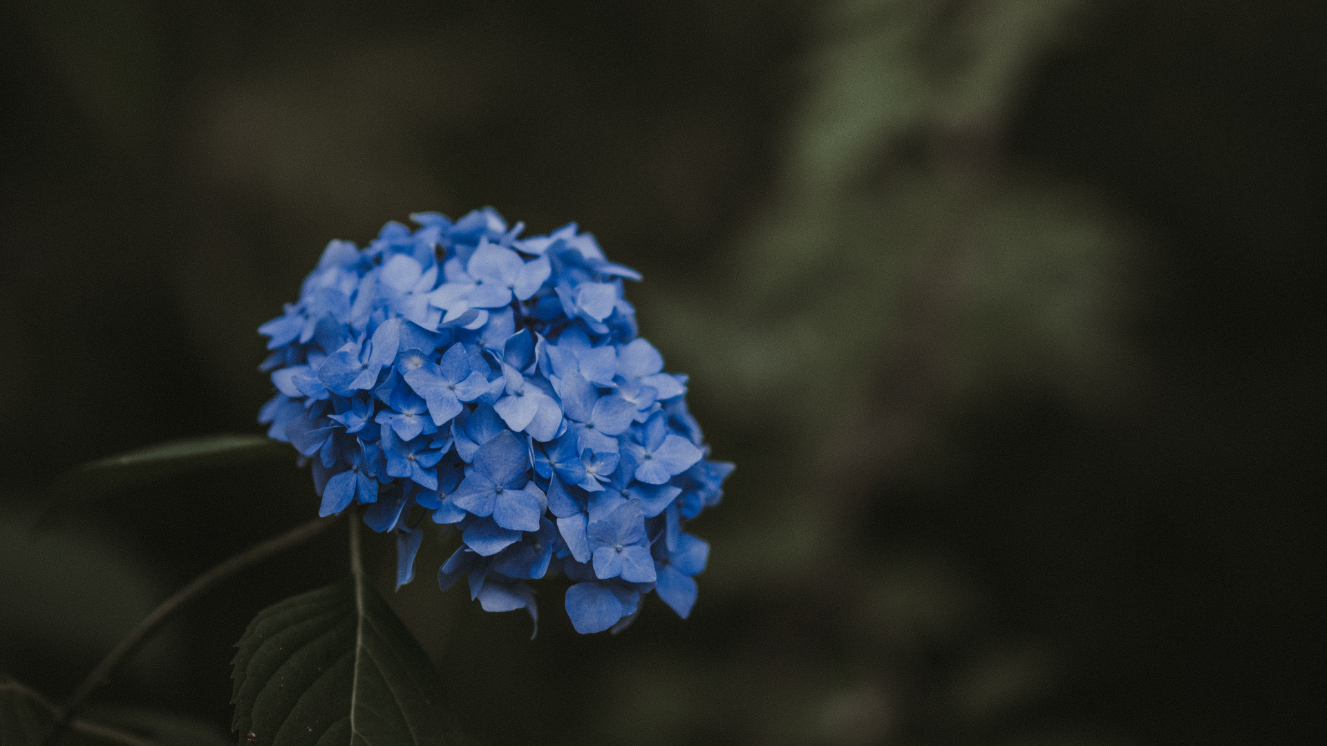Обои цветок, синий, растение, ботаники, весна в разрешении 1920x1080