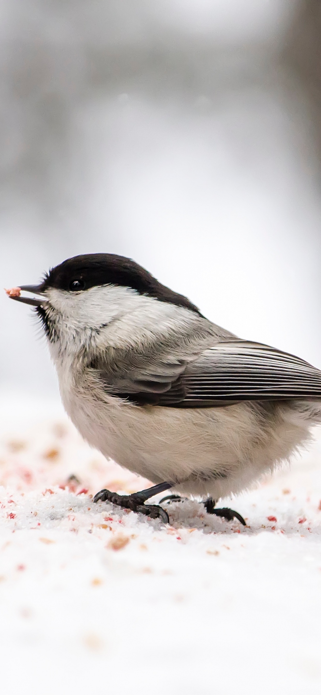 Обои птица, клюв, emberizidae, Воробей, Юнко в разрешении 1242x2688