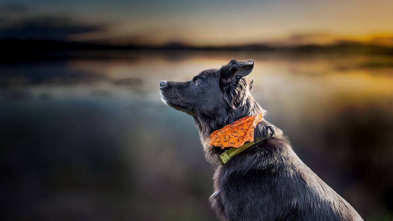 Обои пес, собака породы, порода, морда, породистые собаки в разрешении 1366x768