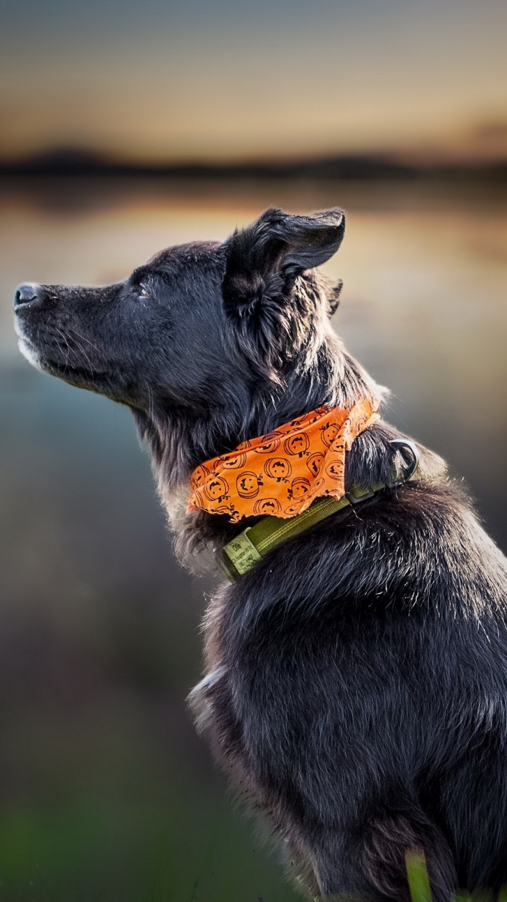 Обои пес, собака породы, порода, морда, породистые собаки в разрешении 720x1280