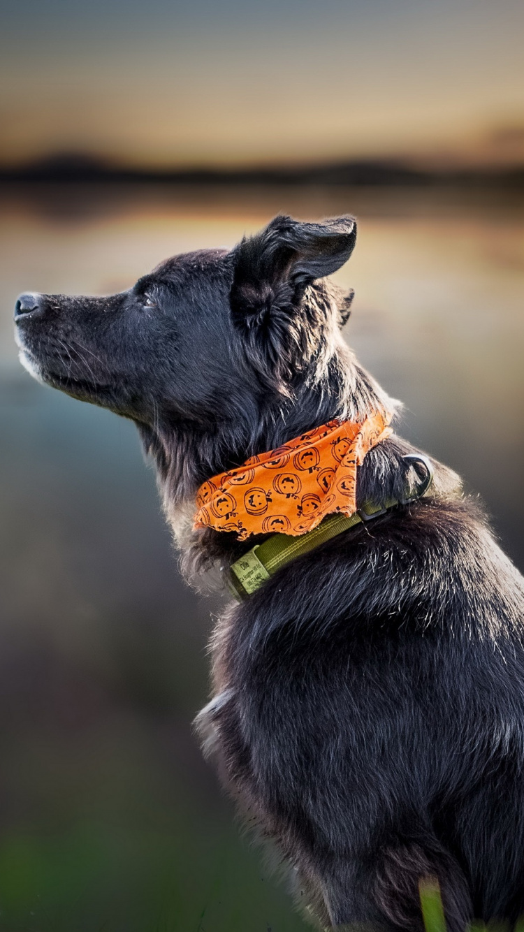 Обои пес, собака породы, порода, морда, породистые собаки в разрешении 750x1334